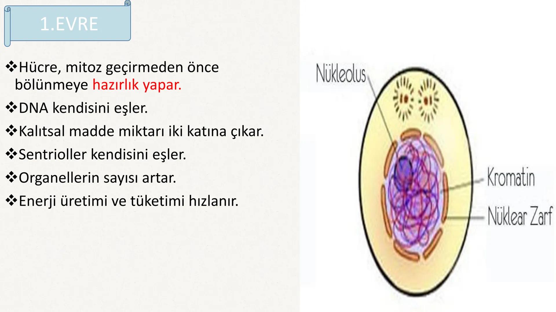 HÜCRE BÖLÜNMESİ HÜCRE BÖLÜNMESİ NEDİR?
Belirli bir büyüklüğe ulaşan hücrelerden, yeni hücrelerin oluşmasına "hücre
bölünmesi" denir.
Hücre b