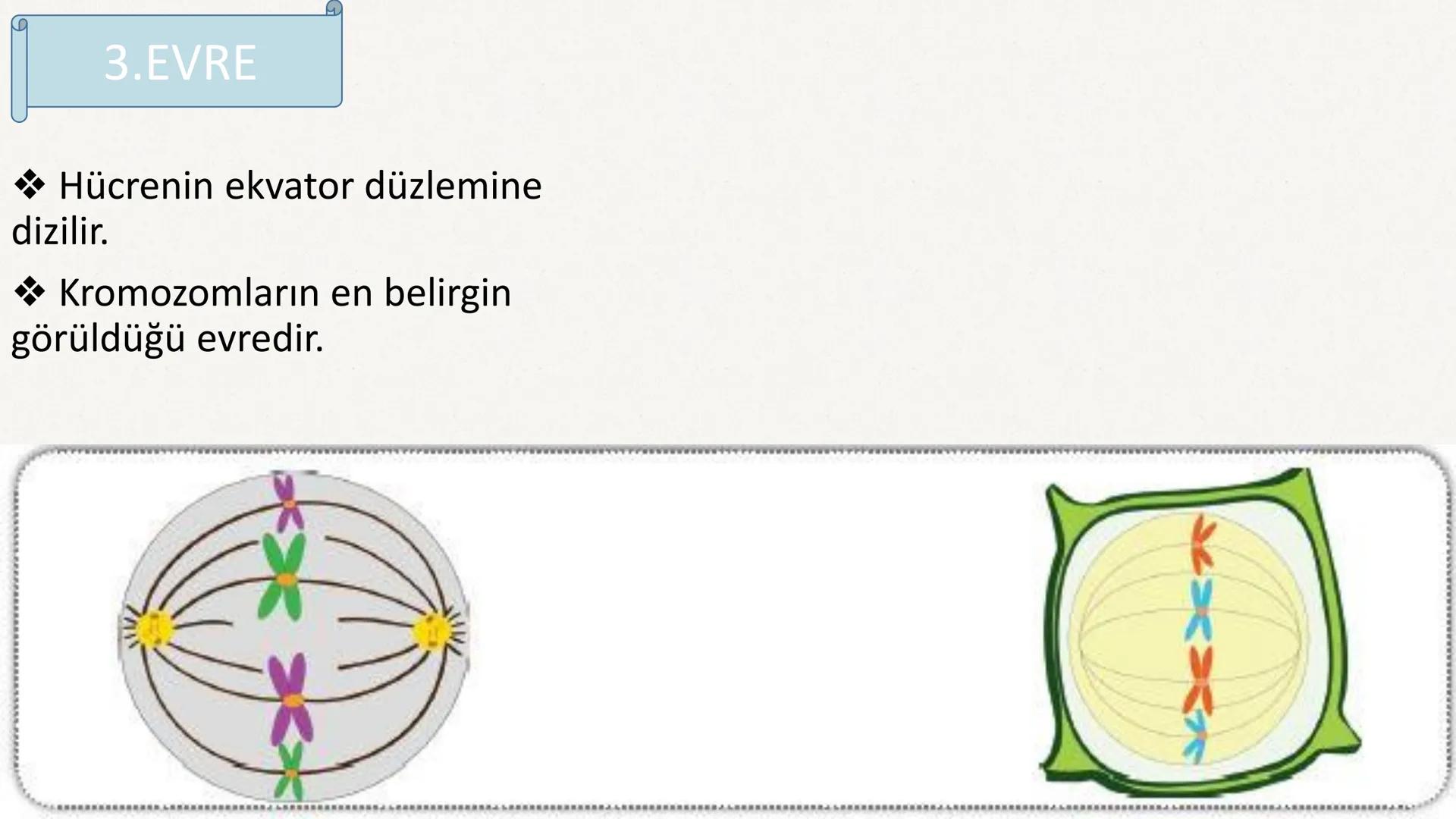 HÜCRE BÖLÜNMESİ HÜCRE BÖLÜNMESİ NEDİR?
Belirli bir büyüklüğe ulaşan hücrelerden, yeni hücrelerin oluşmasına "hücre
bölünmesi" denir.
Hücre b