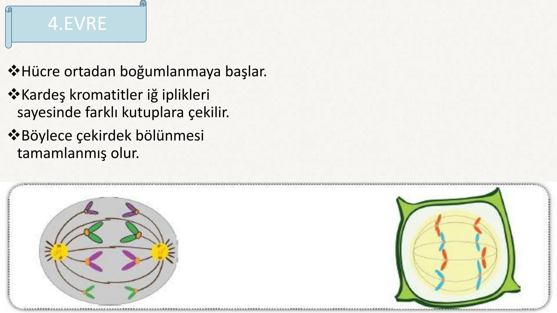 HÜCRE BÖLÜNMESİ HÜCRE BÖLÜNMESİ NEDİR?
Belirli bir büyüklüğe ulaşan hücrelerden, yeni hücrelerin oluşmasına "hücre
bölünmesi" denir.
Hücre b