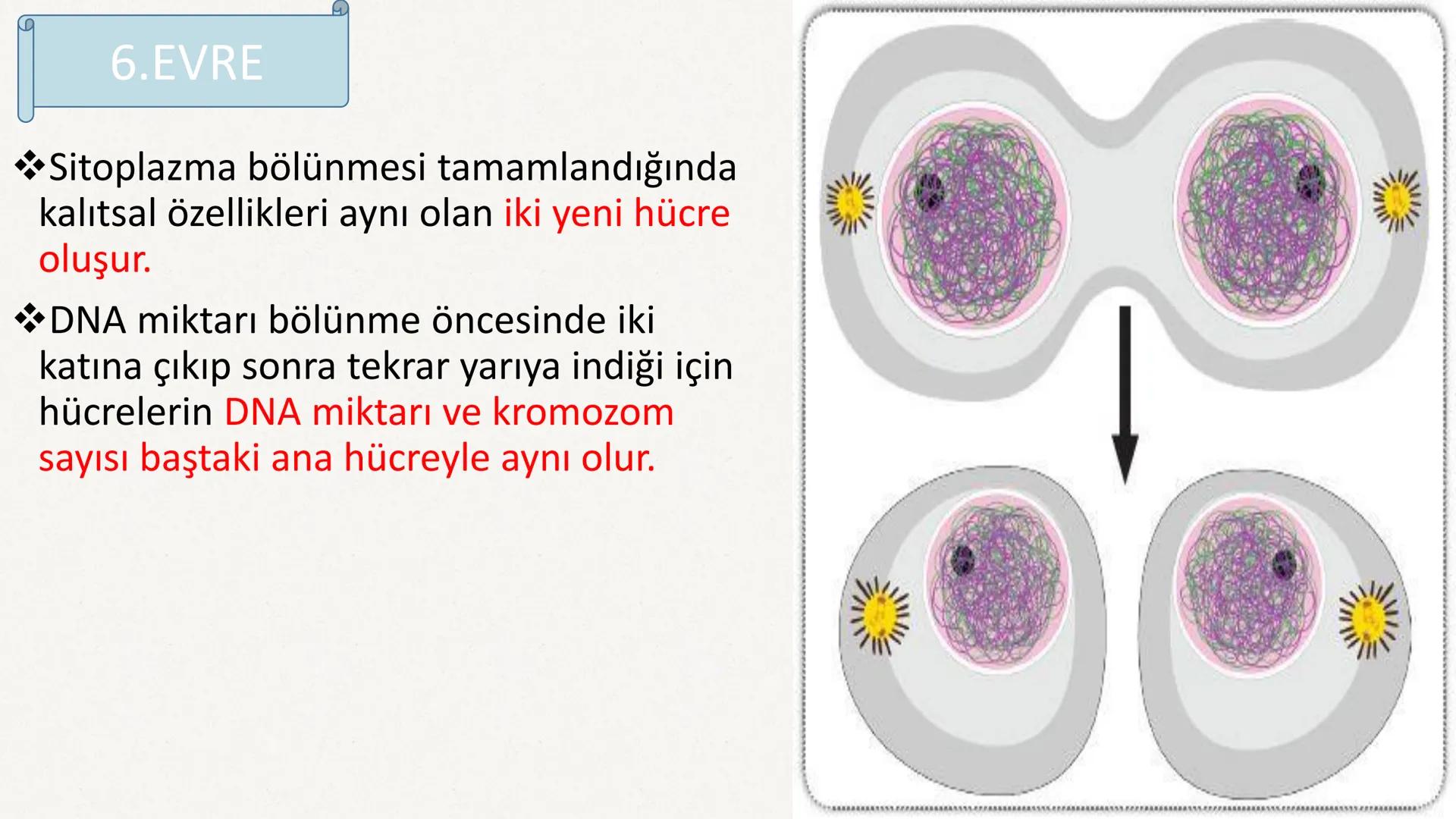 HÜCRE BÖLÜNMESİ HÜCRE BÖLÜNMESİ NEDİR?
Belirli bir büyüklüğe ulaşan hücrelerden, yeni hücrelerin oluşmasına "hücre
bölünmesi" denir.
Hücre b