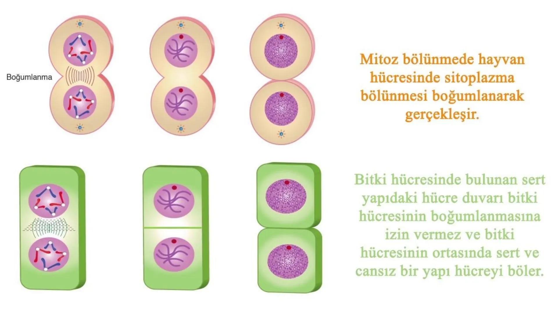 HÜCRE BÖLÜNMESİ HÜCRE BÖLÜNMESİ NEDİR?
Belirli bir büyüklüğe ulaşan hücrelerden, yeni hücrelerin oluşmasına "hücre
bölünmesi" denir.
Hücre b