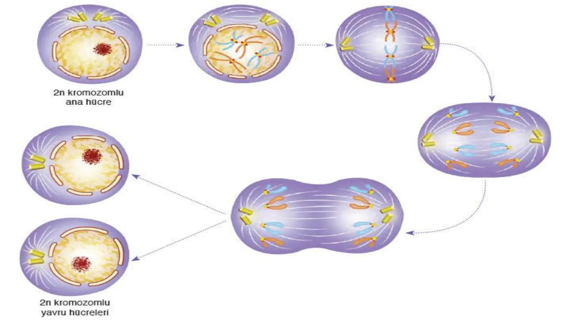 HÜCRE BÖLÜNMESİ HÜCRE BÖLÜNMESİ NEDİR?
Belirli bir büyüklüğe ulaşan hücrelerden, yeni hücrelerin oluşmasına "hücre
bölünmesi" denir.
Hücre b