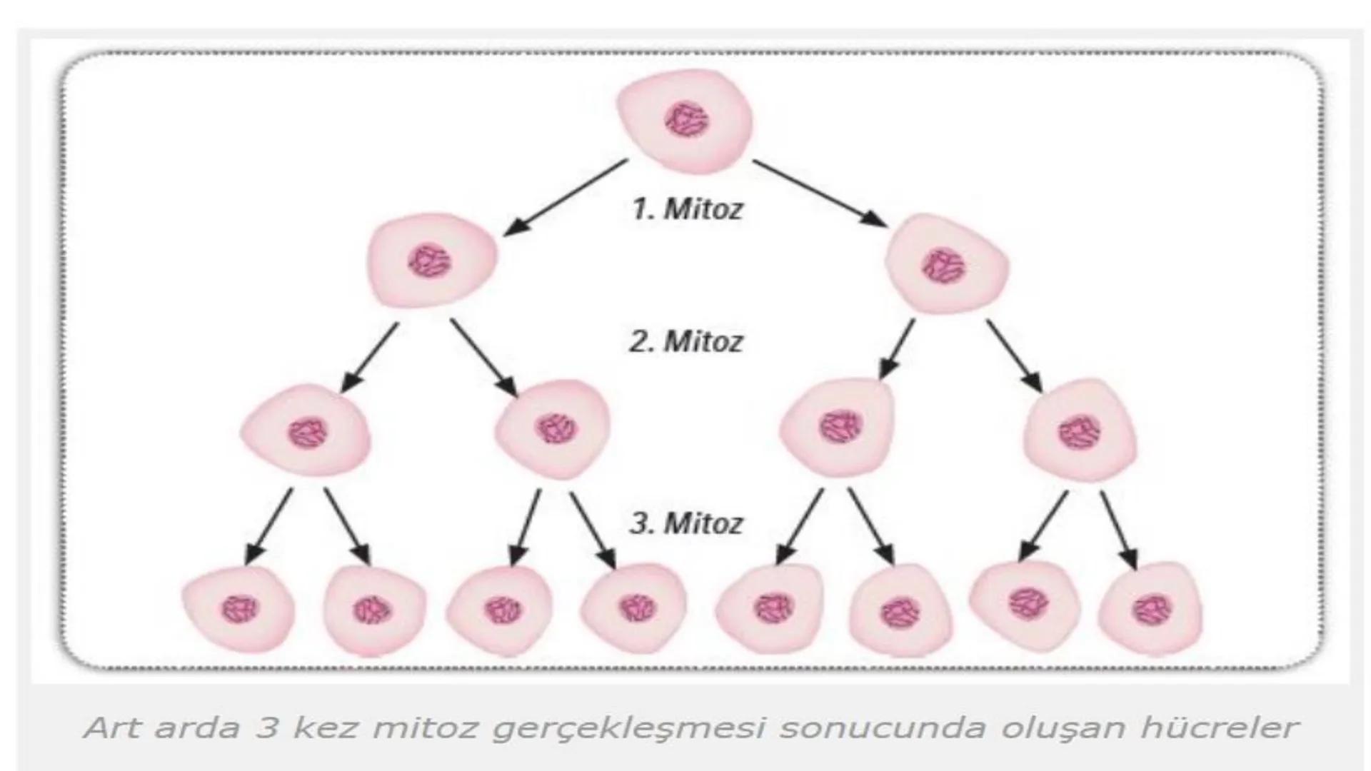 HÜCRE BÖLÜNMESİ HÜCRE BÖLÜNMESİ NEDİR?
Belirli bir büyüklüğe ulaşan hücrelerden, yeni hücrelerin oluşmasına "hücre
bölünmesi" denir.
Hücre b