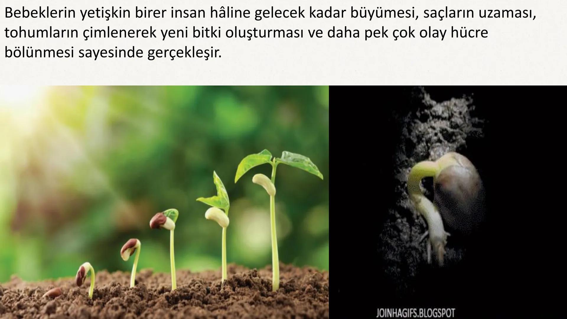 HÜCRE BÖLÜNMESİ HÜCRE BÖLÜNMESİ NEDİR?
Belirli bir büyüklüğe ulaşan hücrelerden, yeni hücrelerin oluşmasına "hücre
bölünmesi" denir.
Hücre b