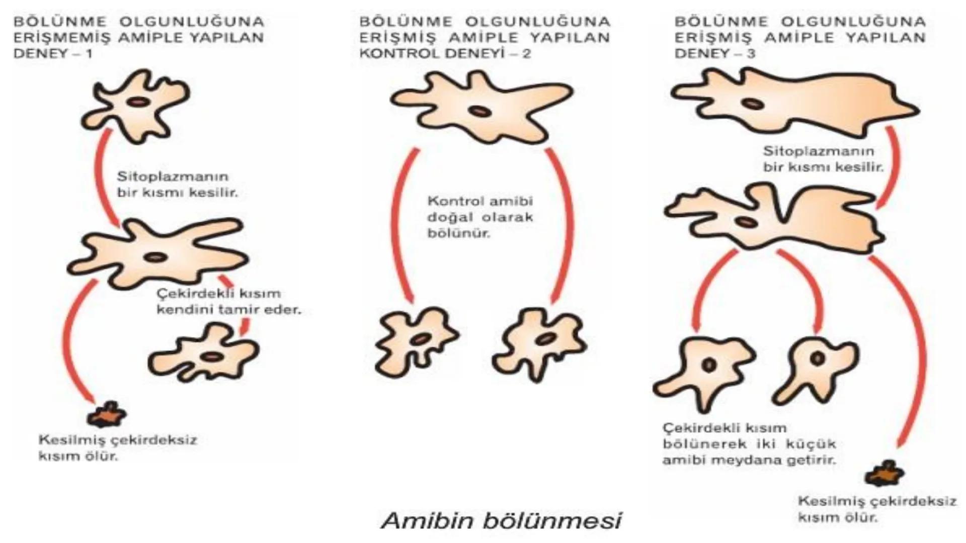 HÜCRE BÖLÜNMESİ HÜCRE BÖLÜNMESİ NEDİR?
Belirli bir büyüklüğe ulaşan hücrelerden, yeni hücrelerin oluşmasına "hücre
bölünmesi" denir.
Hücre b