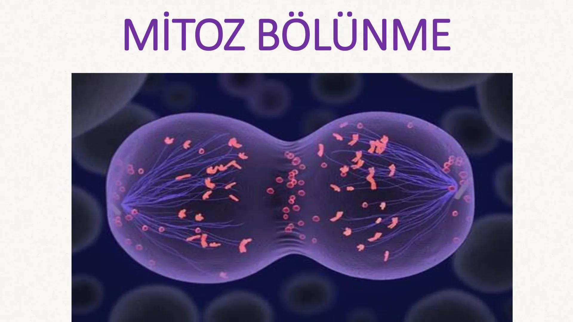 HÜCRE BÖLÜNMESİ HÜCRE BÖLÜNMESİ NEDİR?
Belirli bir büyüklüğe ulaşan hücrelerden, yeni hücrelerin oluşmasına "hücre
bölünmesi" denir.
Hücre b