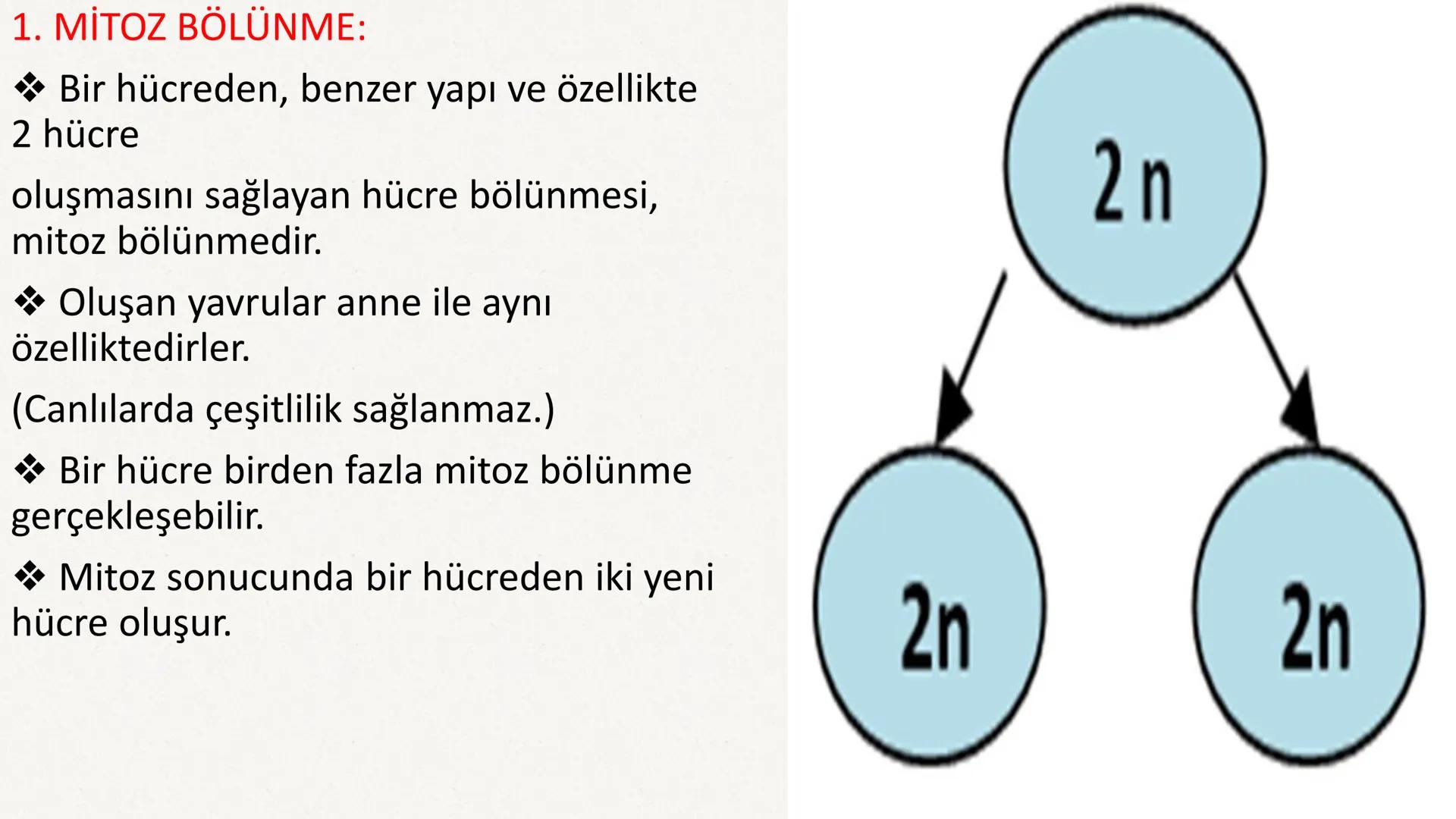 HÜCRE BÖLÜNMESİ HÜCRE BÖLÜNMESİ NEDİR?
Belirli bir büyüklüğe ulaşan hücrelerden, yeni hücrelerin oluşmasına "hücre
bölünmesi" denir.
Hücre b