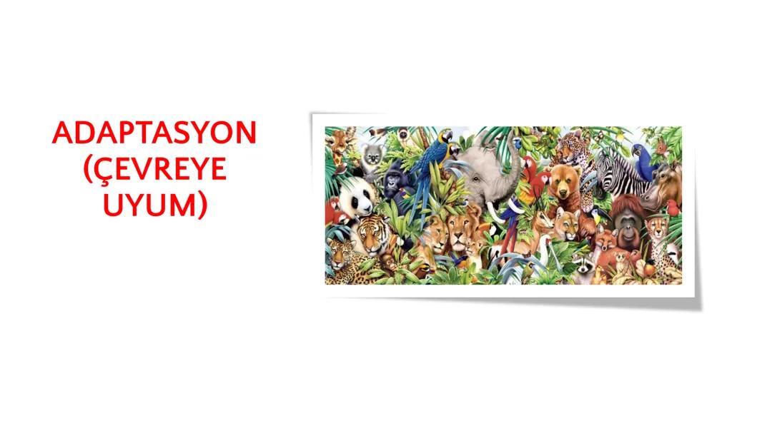Adaptasyon