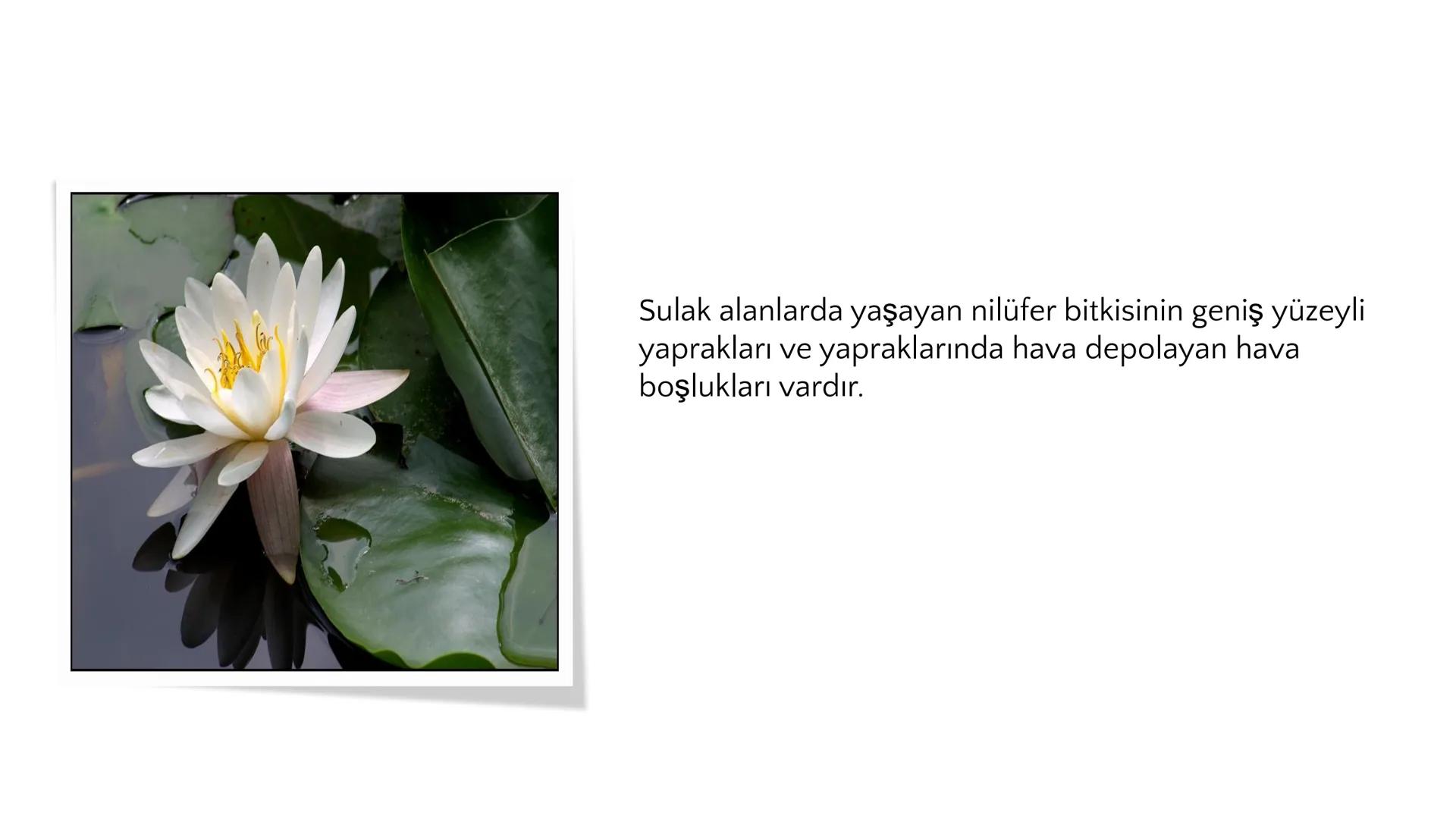 # ADAPTASYON
(ÇEVREYE
UYUM) Bir türün neslini devam ettirebilmesi için değişen
çevre koşullarına karşı sürekli uyum sağlayabilme
yeteneğinde