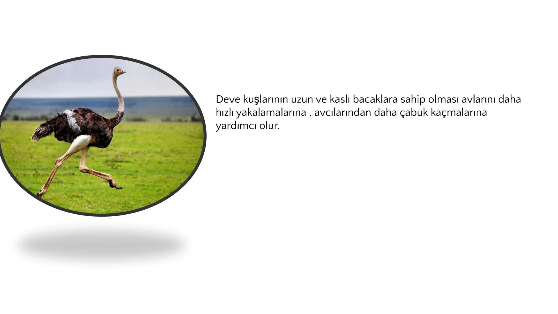 # ADAPTASYON
(ÇEVREYE
UYUM) Bir türün neslini devam ettirebilmesi için değişen
çevre koşullarına karşı sürekli uyum sağlayabilme
yeteneğinde