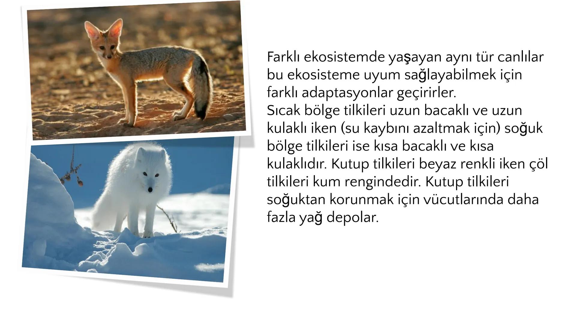 # ADAPTASYON
(ÇEVREYE
UYUM) Bir türün neslini devam ettirebilmesi için değişen
çevre koşullarına karşı sürekli uyum sağlayabilme
yeteneğinde