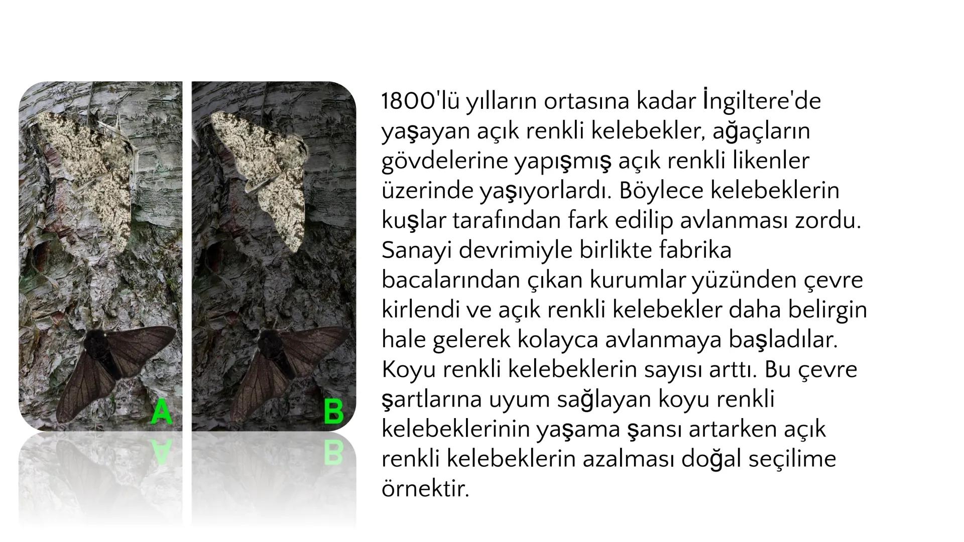 # ADAPTASYON
(ÇEVREYE
UYUM) Bir türün neslini devam ettirebilmesi için değişen
çevre koşullarına karşı sürekli uyum sağlayabilme
yeteneğinde