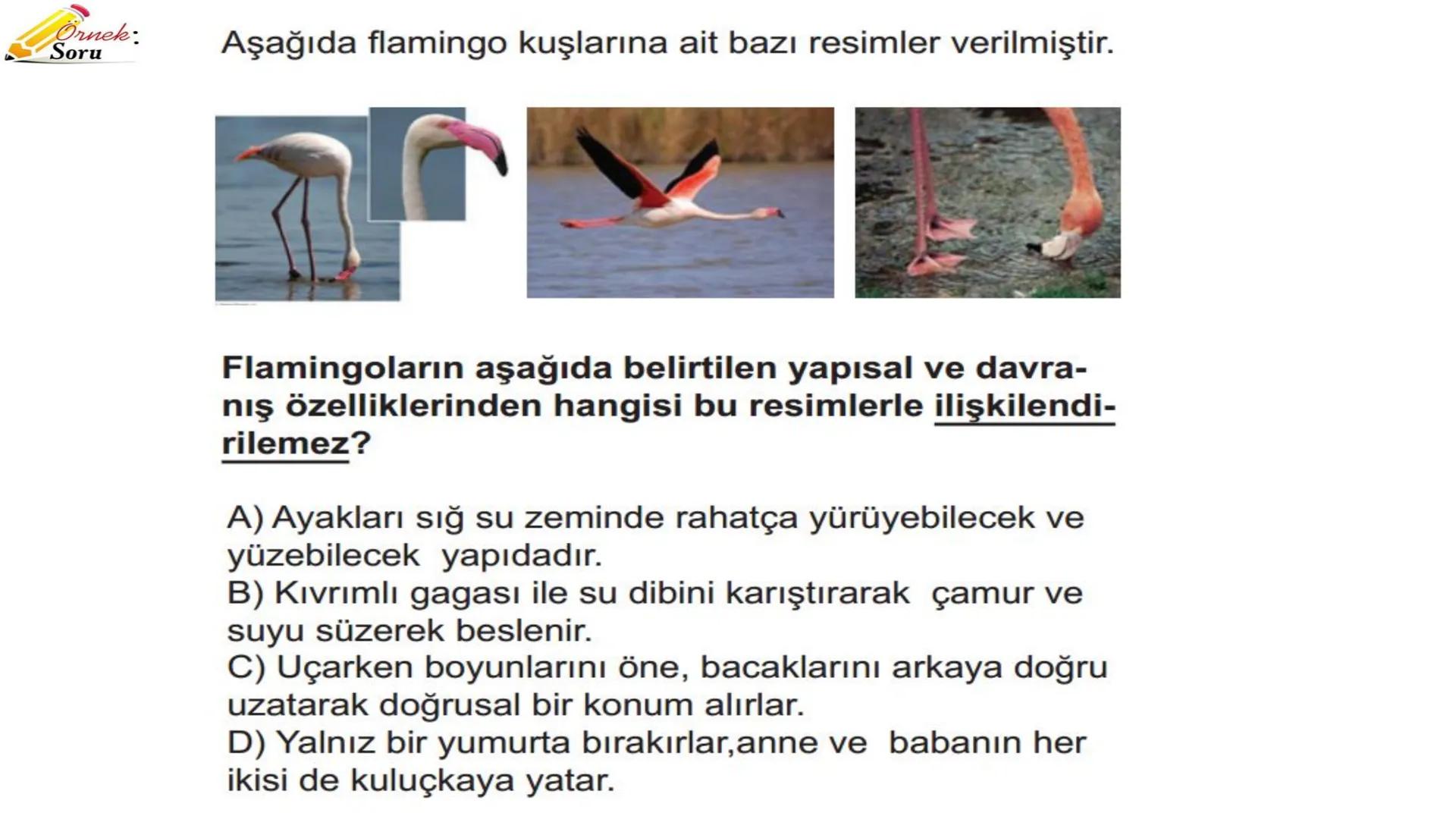 # ADAPTASYON
(ÇEVREYE
UYUM) Bir türün neslini devam ettirebilmesi için değişen
çevre koşullarına karşı sürekli uyum sağlayabilme
yeteneğinde