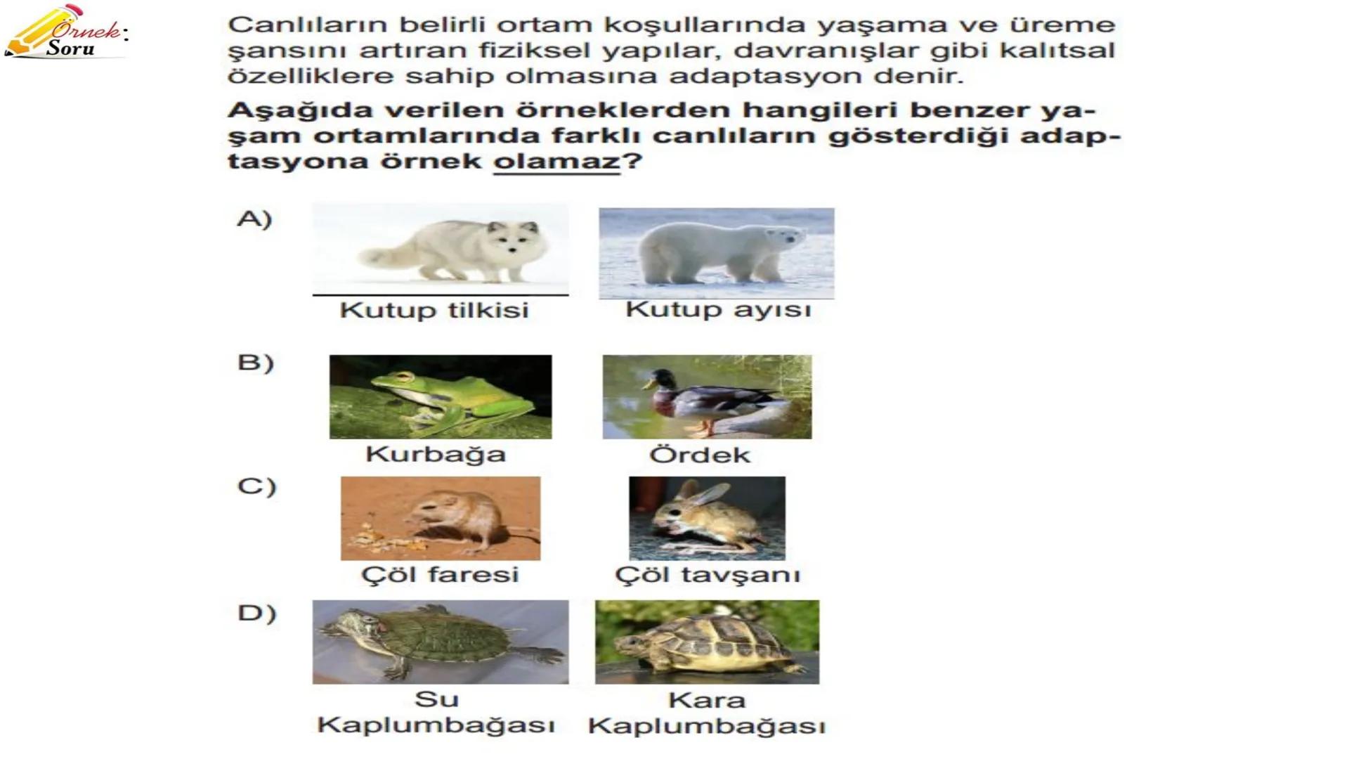 # ADAPTASYON
(ÇEVREYE
UYUM) Bir türün neslini devam ettirebilmesi için değişen
çevre koşullarına karşı sürekli uyum sağlayabilme
yeteneğinde