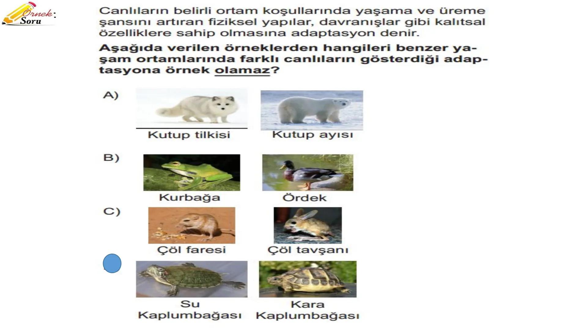 # ADAPTASYON
(ÇEVREYE
UYUM) Bir türün neslini devam ettirebilmesi için değişen
çevre koşullarına karşı sürekli uyum sağlayabilme
yeteneğinde