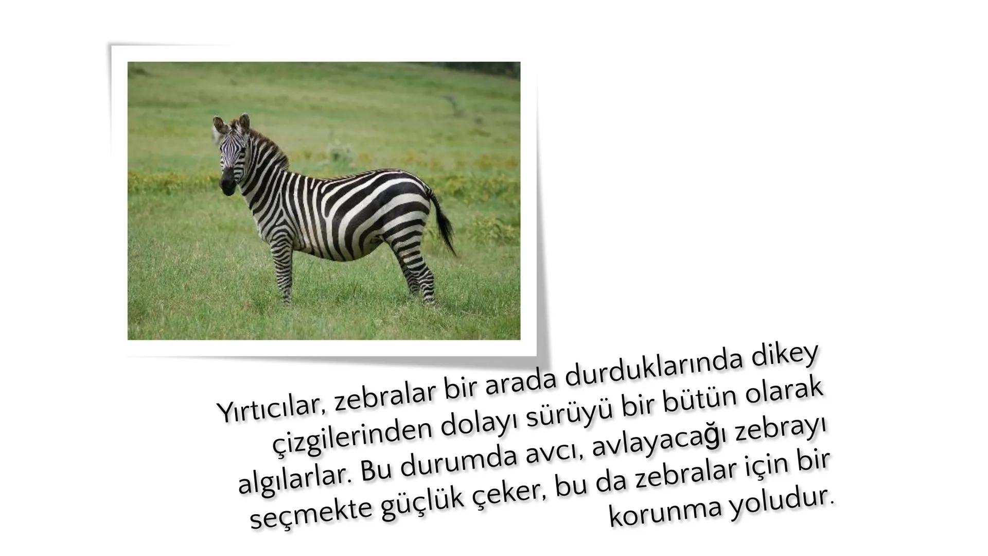 # ADAPTASYON
(ÇEVREYE
UYUM) Bir türün neslini devam ettirebilmesi için değişen
çevre koşullarına karşı sürekli uyum sağlayabilme
yeteneğinde