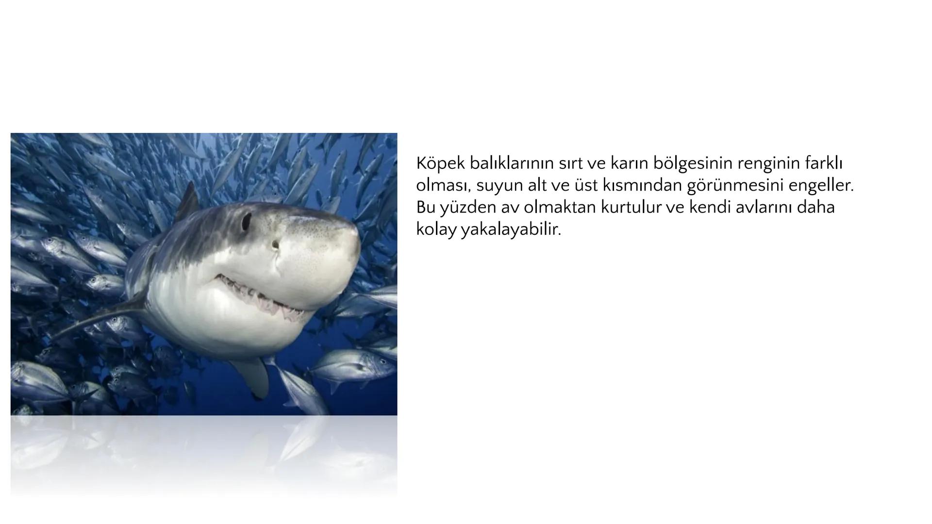 # ADAPTASYON
(ÇEVREYE
UYUM) Bir türün neslini devam ettirebilmesi için değişen
çevre koşullarına karşı sürekli uyum sağlayabilme
yeteneğinde