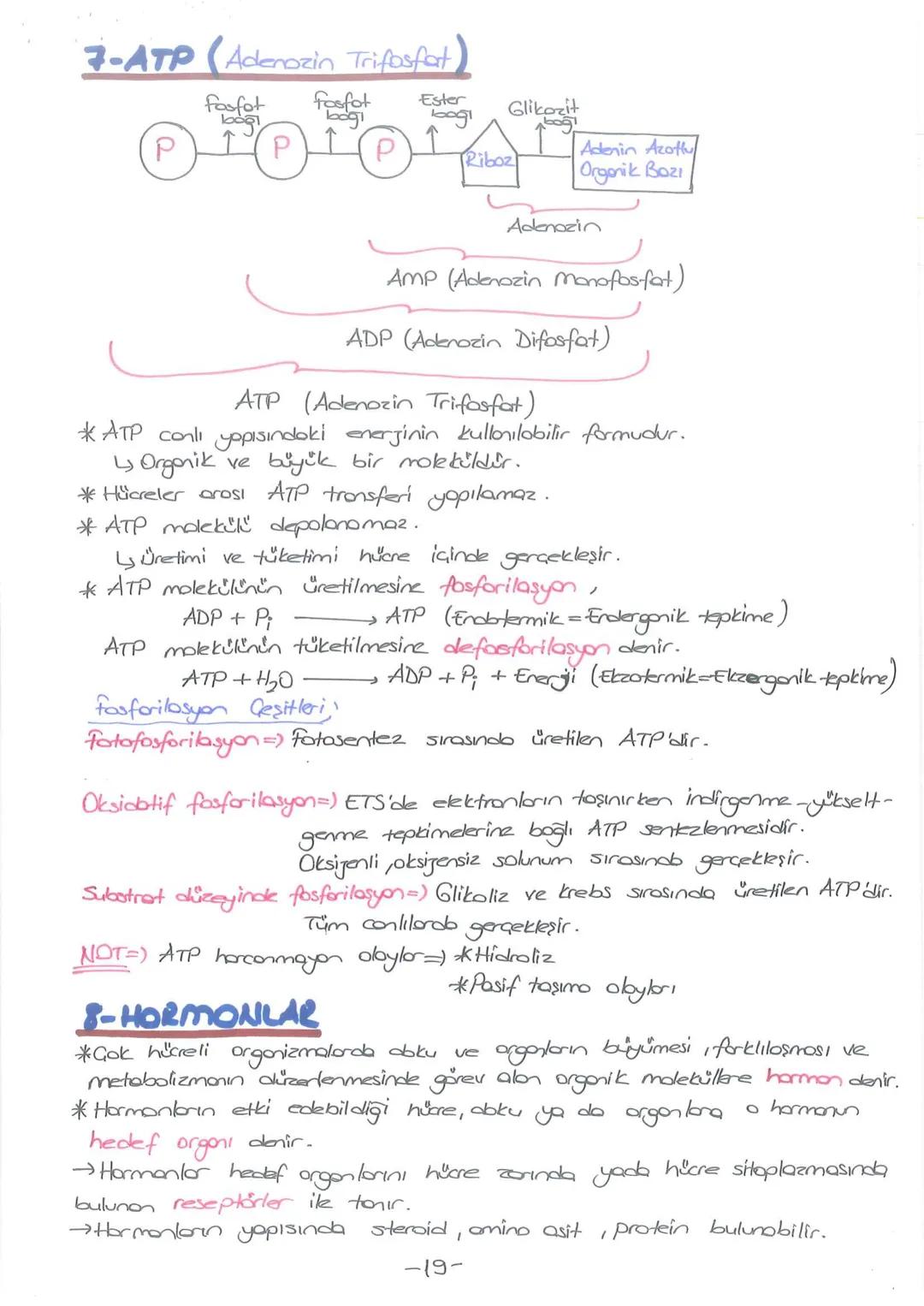 # - CANLILARIN TEMEL BİLESENLERİ-
INORGANIK
BİLEŞİKLER
*Su
*Mineraller
* Asitler
* Bazlar
* Tuzlor
ORGANIK
BILEŞİKLER
*Korbonhidratlar
* Y