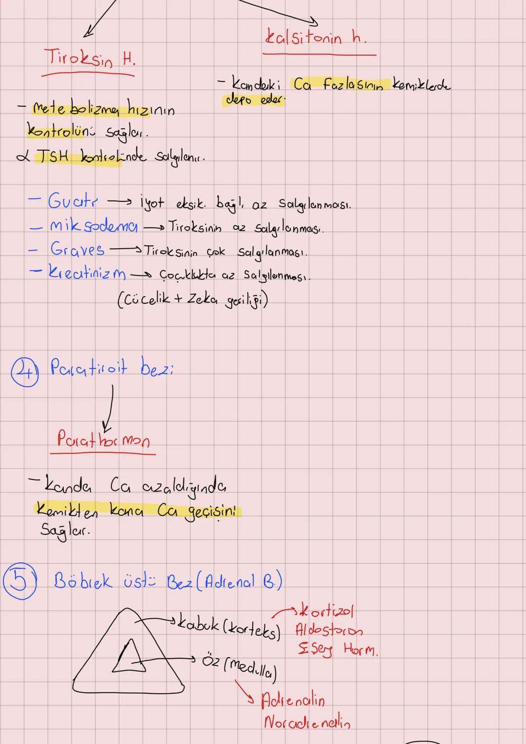 # ENDOKRIN SISTEM
Hormon: Özel bir Singal molekülü.
-kan ile vücuda taşınır.
1. Hipotalams
- Hipofiz bezinin kontrolünü sağlar.
- ADH ve