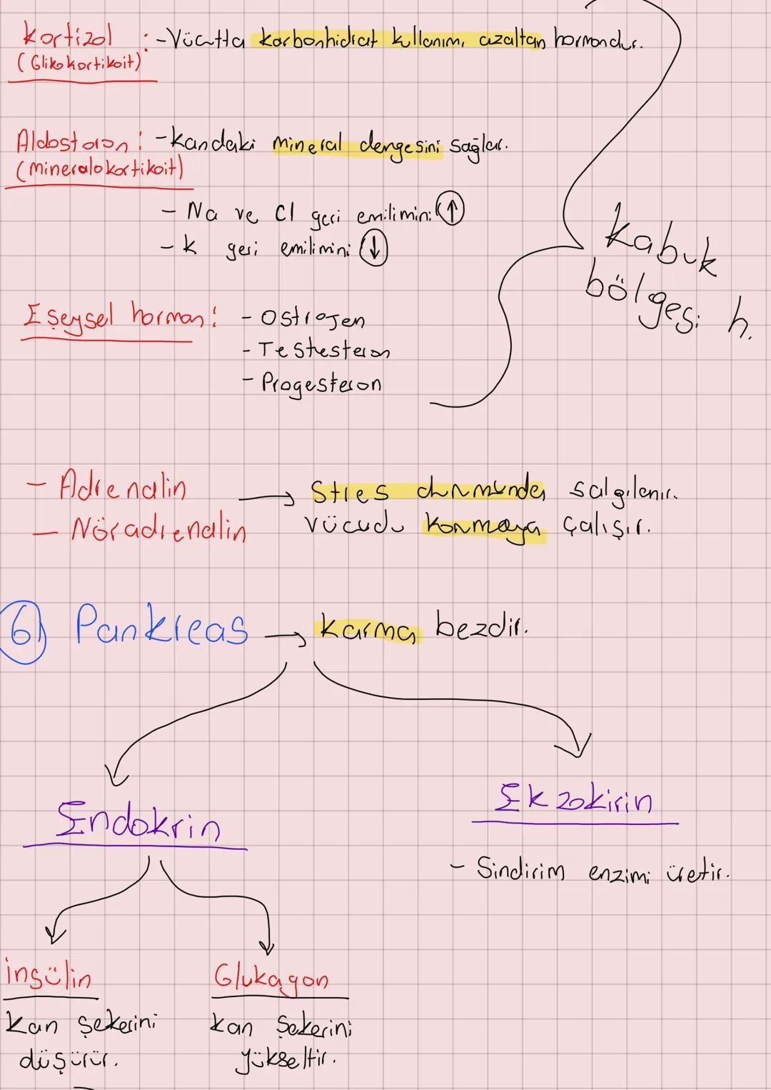 # ENDOKRIN SISTEM
Hormon: Özel bir Singal molekülü.
-kan ile vücuda taşınır.
1. Hipotalams
- Hipofiz bezinin kontrolünü sağlar.
- ADH ve