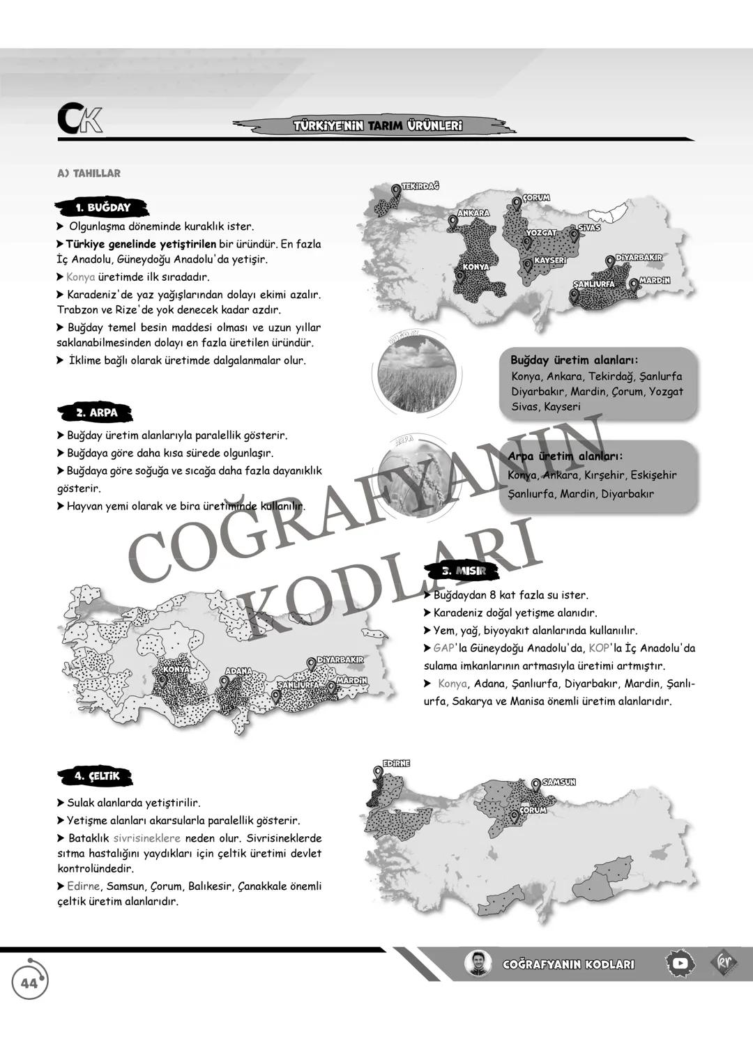 44
CK
TÜRKİYE'NİN TARIM ÜRÜNLERİ
A) TAHILLAR
1. BUĞDAY
➤ Olgunlaşma döneminde kuraklık ister.
➤ Türkiye genelinde yetiştirilen bir ürü