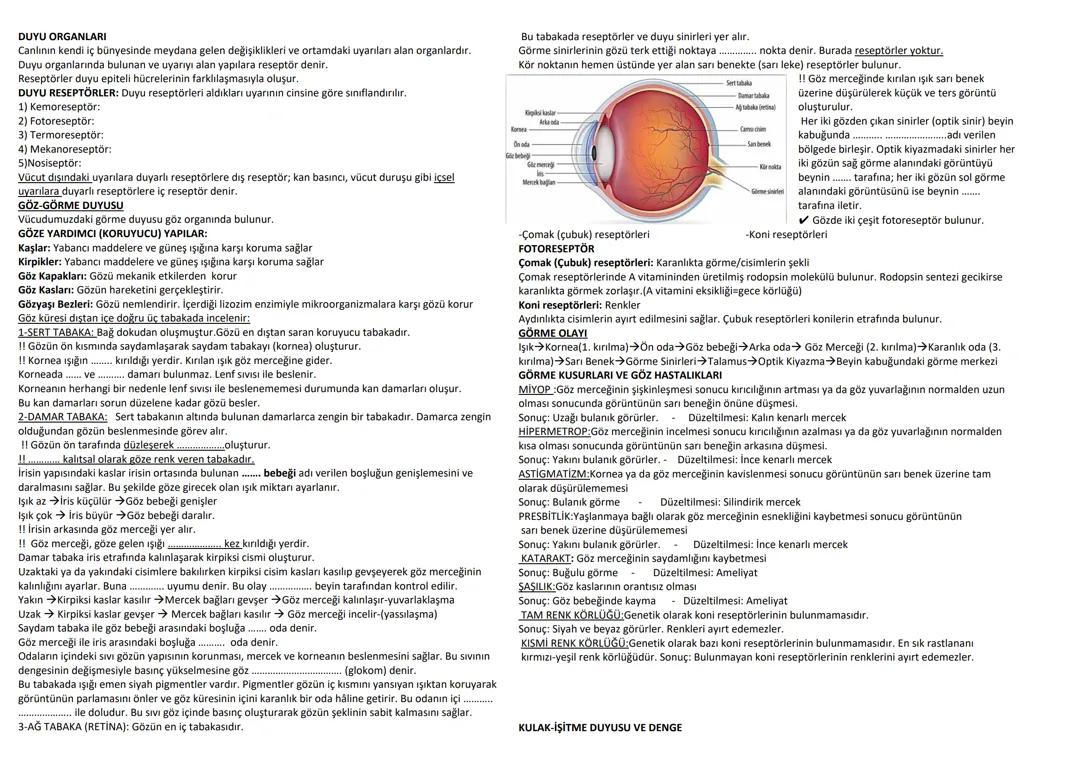 11.sınıf Biyoloji Duyu organları