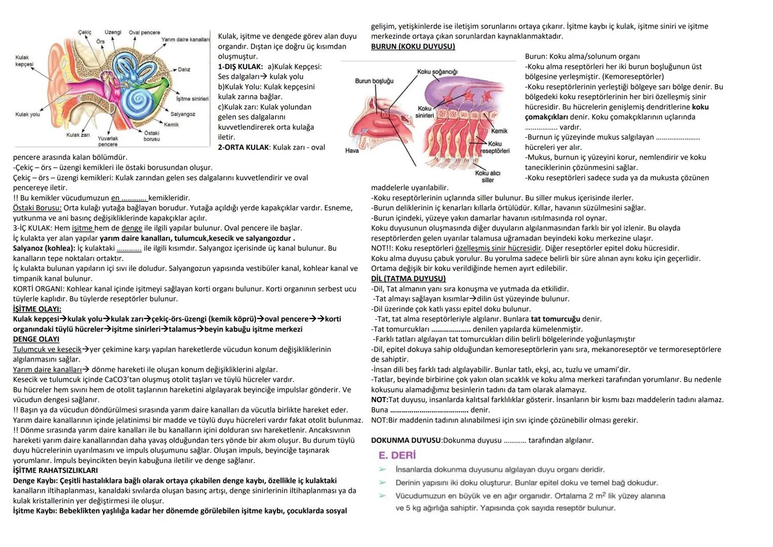 DUYU ORGANLARI
Canlının kendi iç bünyesinde meydana gelen değişiklikleri ve ortamdaki uyarıları alan organlardır.
Duyu organlarında bulunan