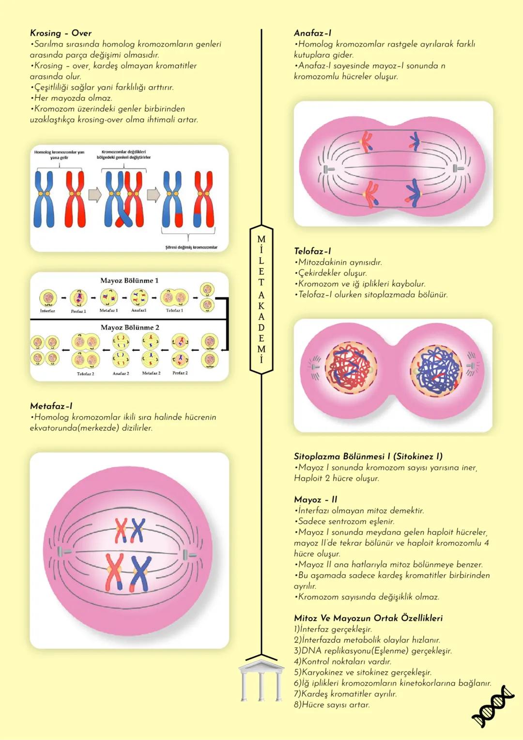 MİLET AKADEMİ
2020-2021 Konu Özetleri
Youtube kanalımıza abone olmayı unutmayın! MILET AKADEMİ
BİYOLOJİ
KONU ÖZETİ
E CANLILARIN ORTAK
ÖZELLİ