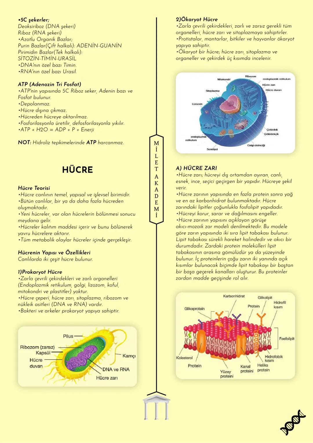 MİLET AKADEMİ
2020-2021 Konu Özetleri
Youtube kanalımıza abone olmayı unutmayın! MILET AKADEMİ
BİYOLOJİ
KONU ÖZETİ
E CANLILARIN ORTAK
ÖZELLİ