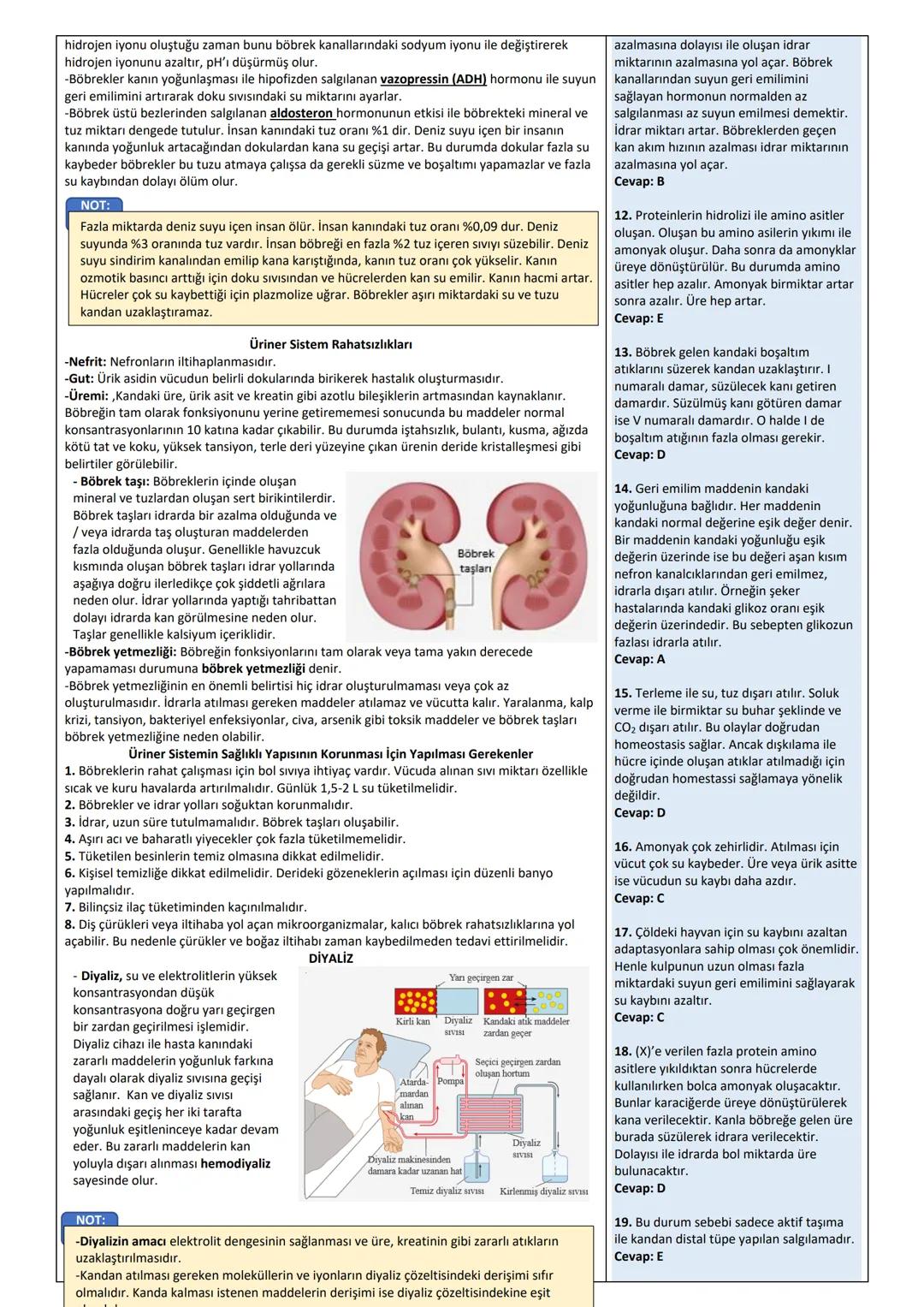 11. SINIF ÜNİTE, KONU, KAZANIM VE AÇIKLAMALARI
11.1.6. Üriner Sistem
ÜRİNER (BOŞALTIM) SİSTEM
Anahtar Kavramlar: Böbrek, böbreğin yapısı, bö