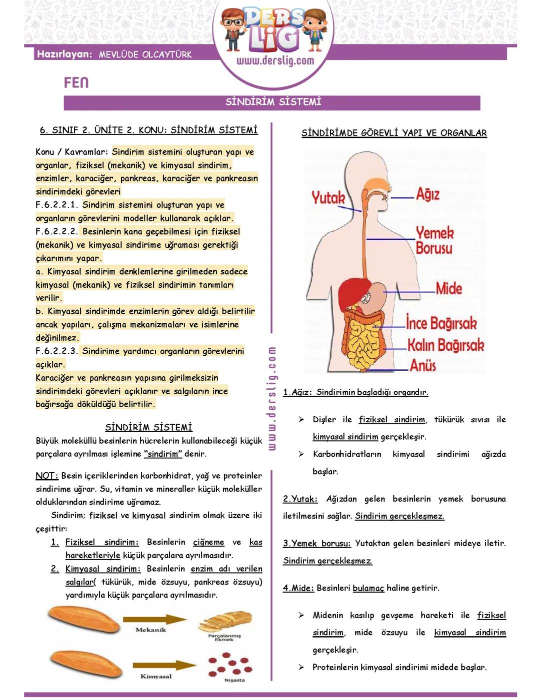 6. Sınıf sindirim sistemi