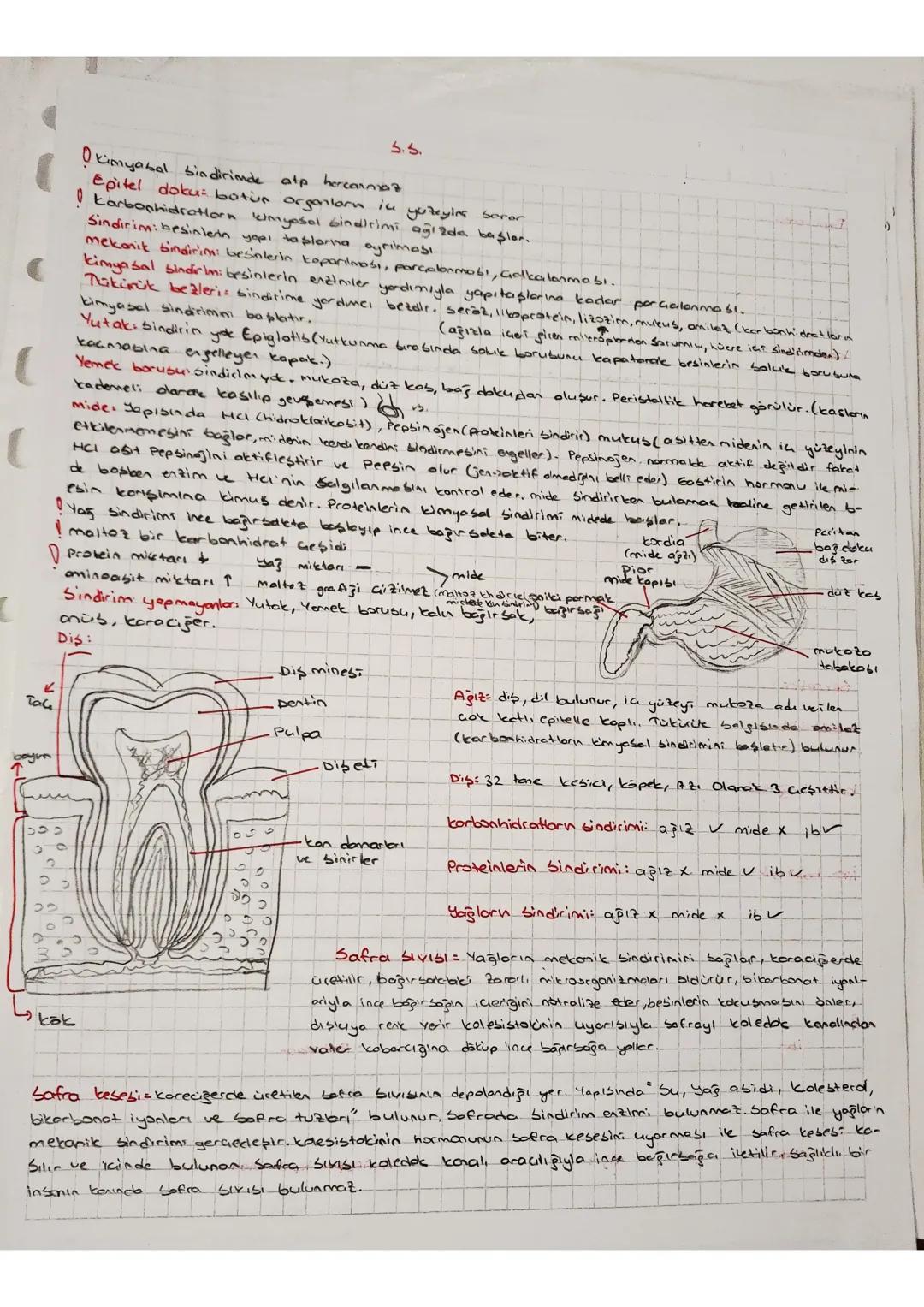 5.5.
(
kimyasal bindirimde alp hercarma
Epitel doku: botün argentorn in yutayles boror
karbonhidratlorn kimyasal sindirimi ağızda başlar.
Si