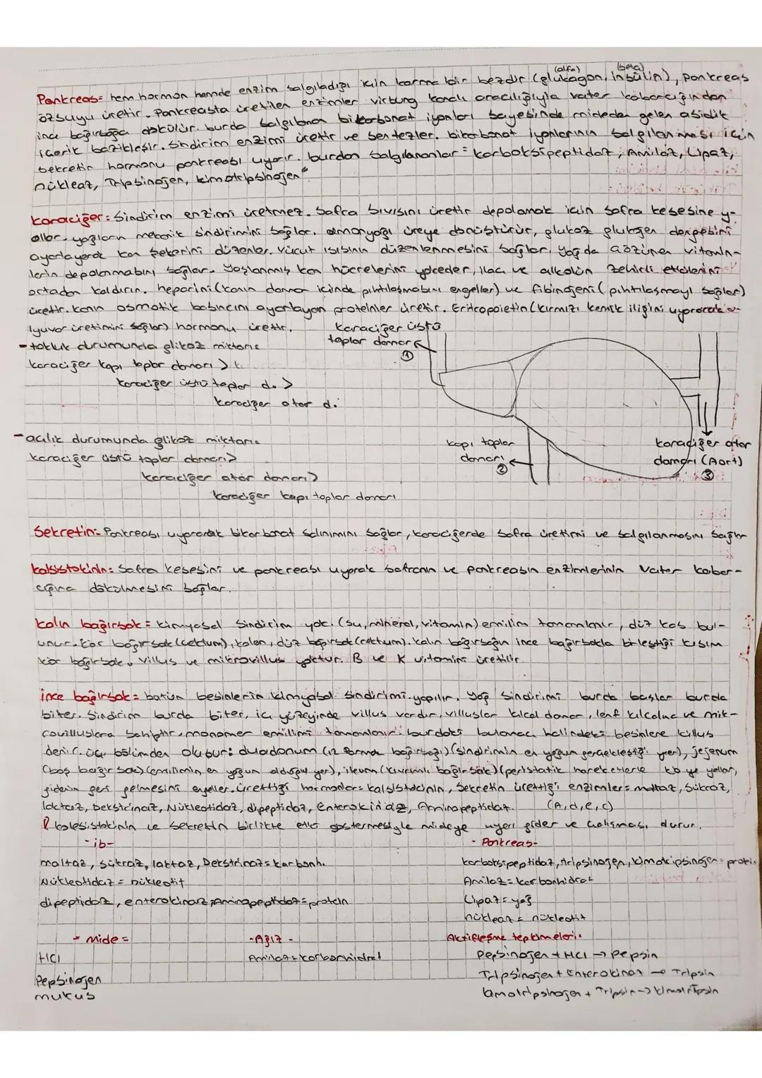 5.5.
(
kimyasal bindirimde alp hercarma
Epitel doku: botün argentorn in yutayles boror
karbonhidratlorn kimyasal sindirimi ağızda başlar.
Si