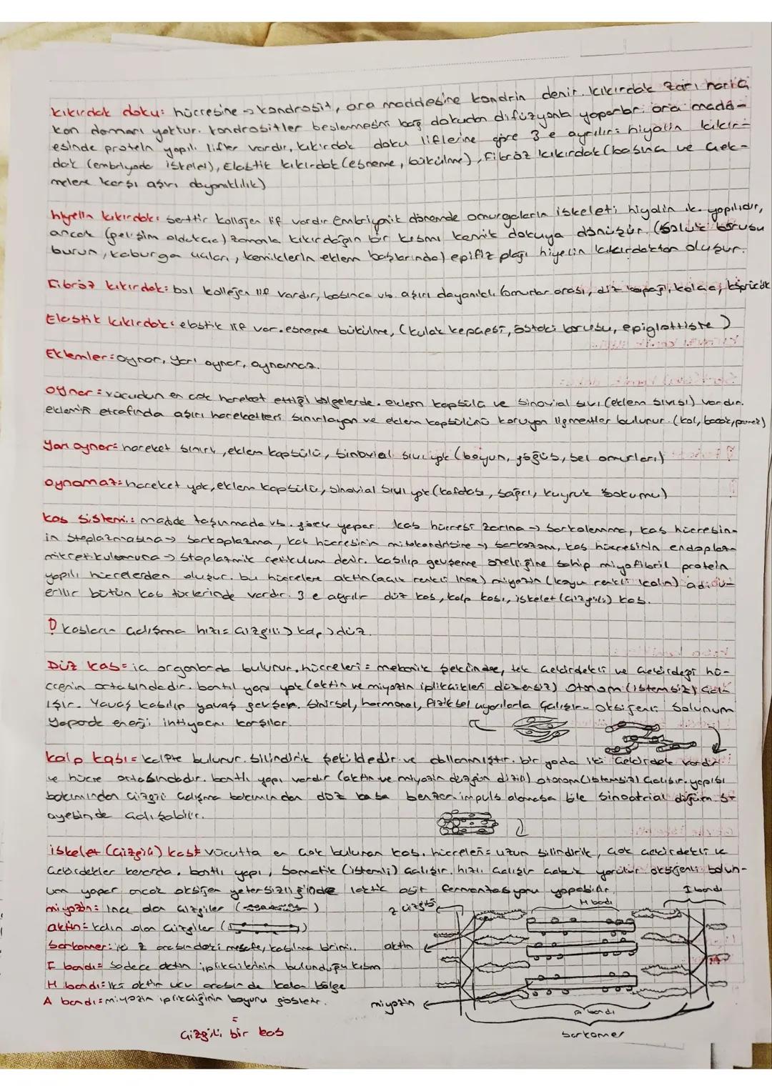 - iskelet bistemit kemik doku, kıkırdak adalku, eklemler
- kas sistemi Düz kas, Cilagili kab, kalp kabı
- kemik doku mineral Jorganiz M.J Su