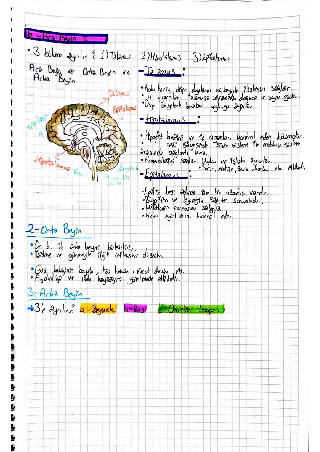 # Sinir Sistemi-1. Föy
Sinir Doku
•Sinir hücrelerine nöron denir.
• Noxanlar sındıazamlarını özelles, cum kaybettiklerinden bölünemezler.
