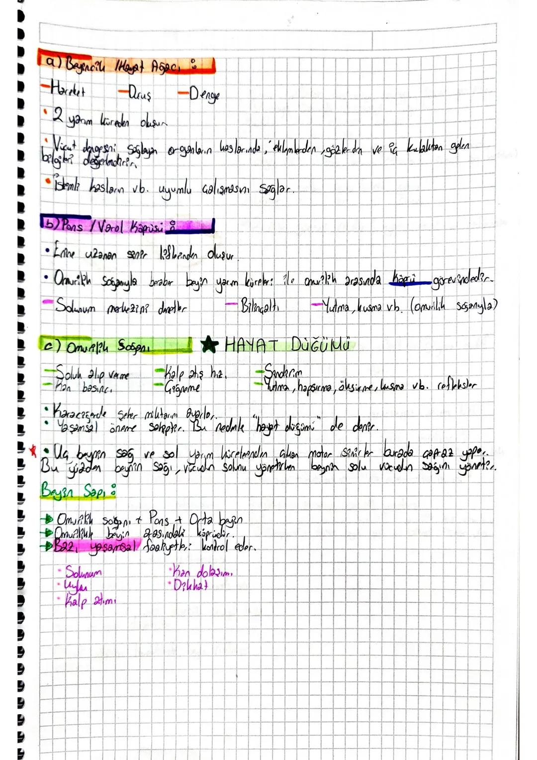 # Sinir Sistemi-1. Föy
Sinir Doku
•Sinir hücrelerine nöron denir.
• Noxanlar sındıazamlarını özelles, cum kaybettiklerinden bölünemezler.