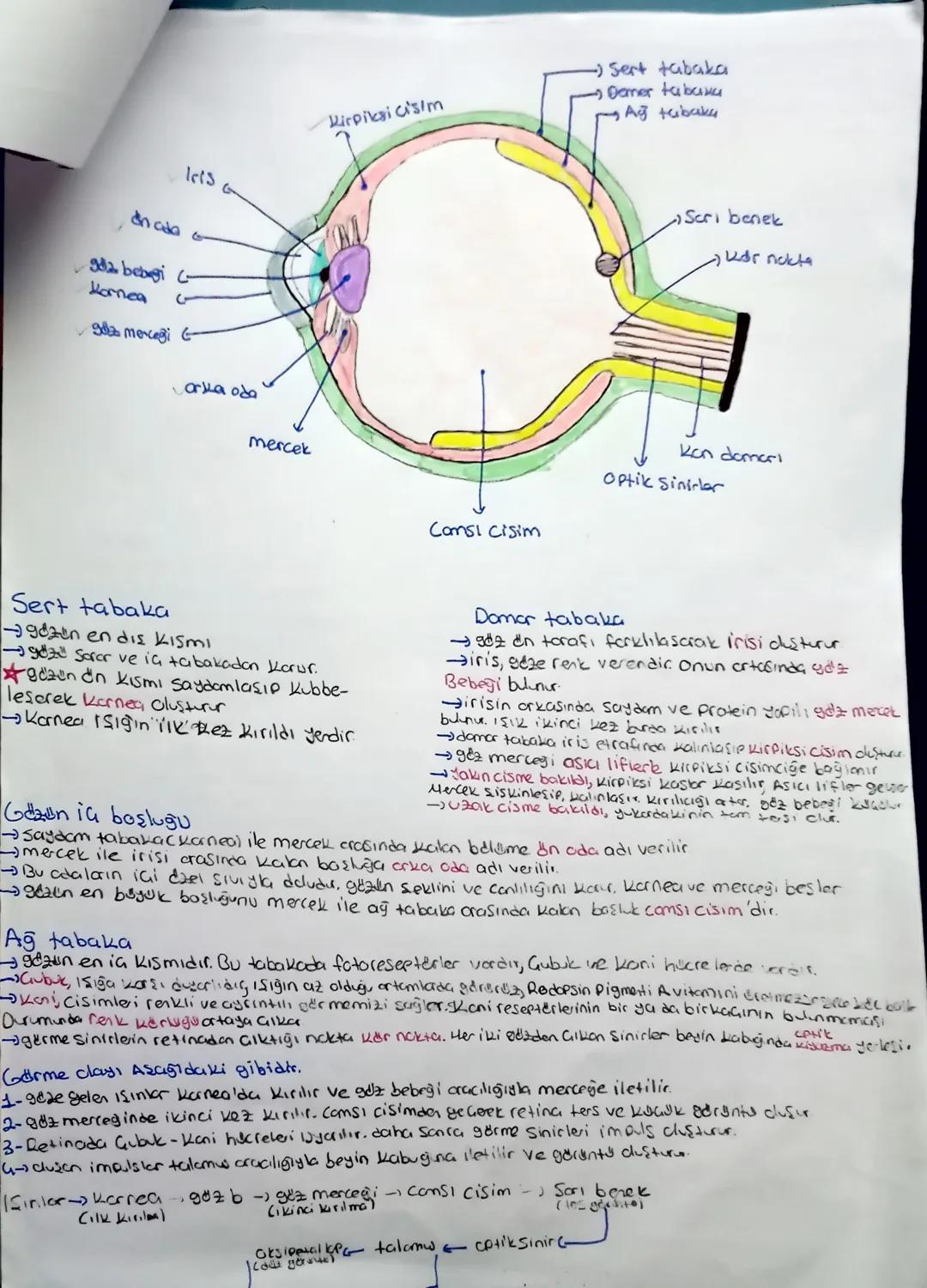 11. Sinıf biyoloji duyu organları ders notu,