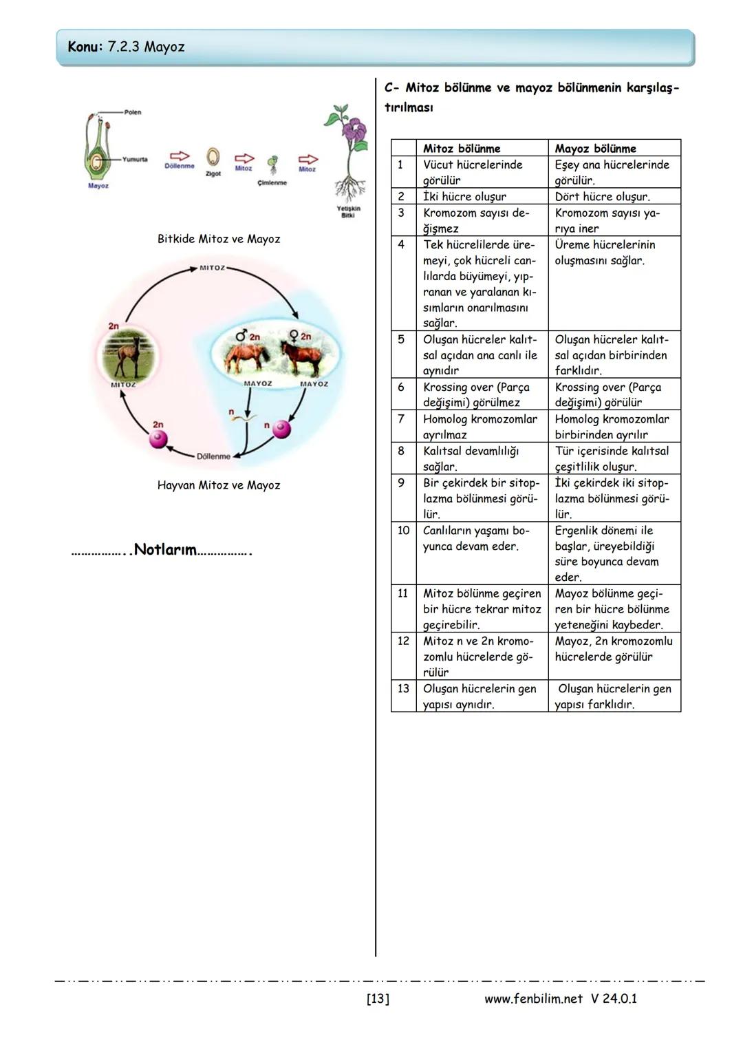 Konu: 7.2.3 Mayoz
Eşeyli üreyen canlılarda üreme ana hücresinin bölünerek,
üreme hücresi olan gametlerin oluşmasını sağlayan hücre
bölünmes