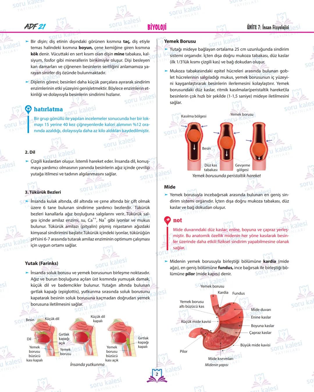 soru ka
YAYINLARI
BİYOLOJİ
kalesi
YINLARI
soru kalesi
YAYI
soru kalesi
YAYINLARI
oru kalesi
ÜNİTE 7: İNSAN FİZYOLOJİSİ
SİNDİRİM SİSTEMİ VE R