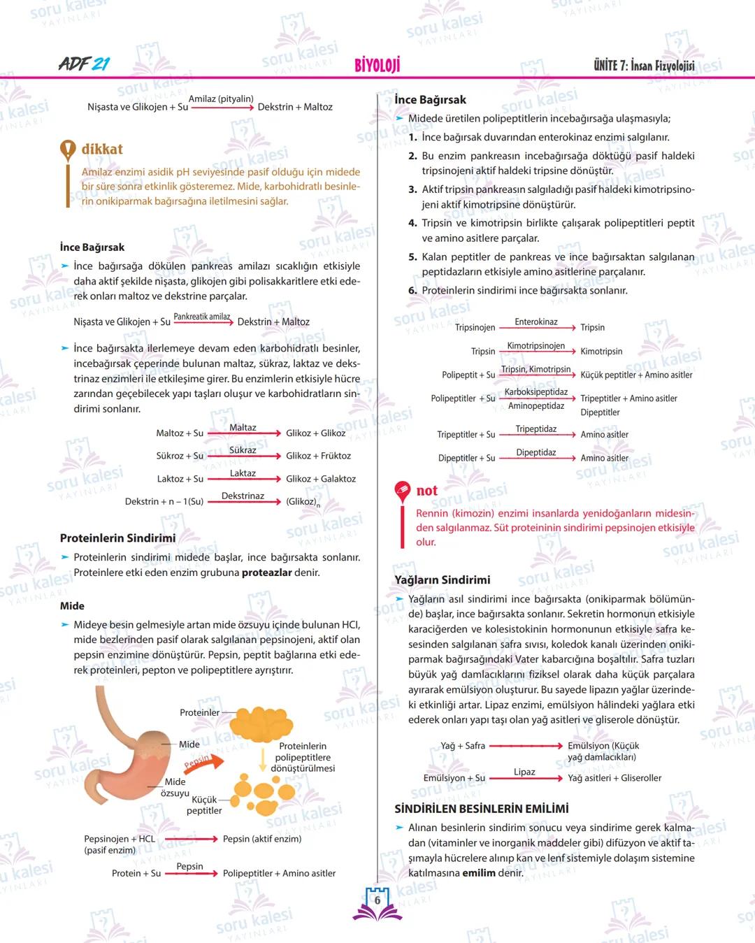 soru ka
YAYINLARI
BİYOLOJİ
kalesi
YINLARI
soru kalesi
YAYI
soru kalesi
YAYINLARI
oru kalesi
ÜNİTE 7: İNSAN FİZYOLOJİSİ
SİNDİRİM SİSTEMİ VE R
