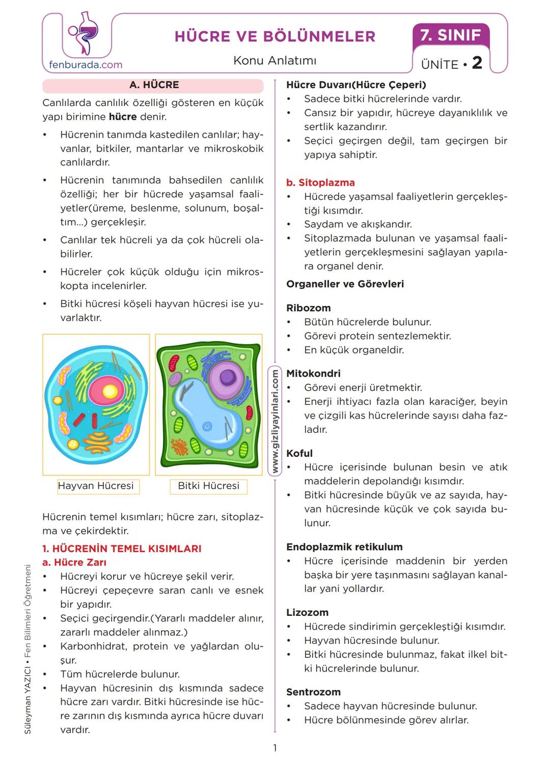 fenburada.com
A. HÜCRE
HÜCRE VE BÖLÜNMELER
Konu Anlatımı
Canlılarda canlılık özelliği gösteren en küçük
yapı birimine hücre denir.
Hücrenin