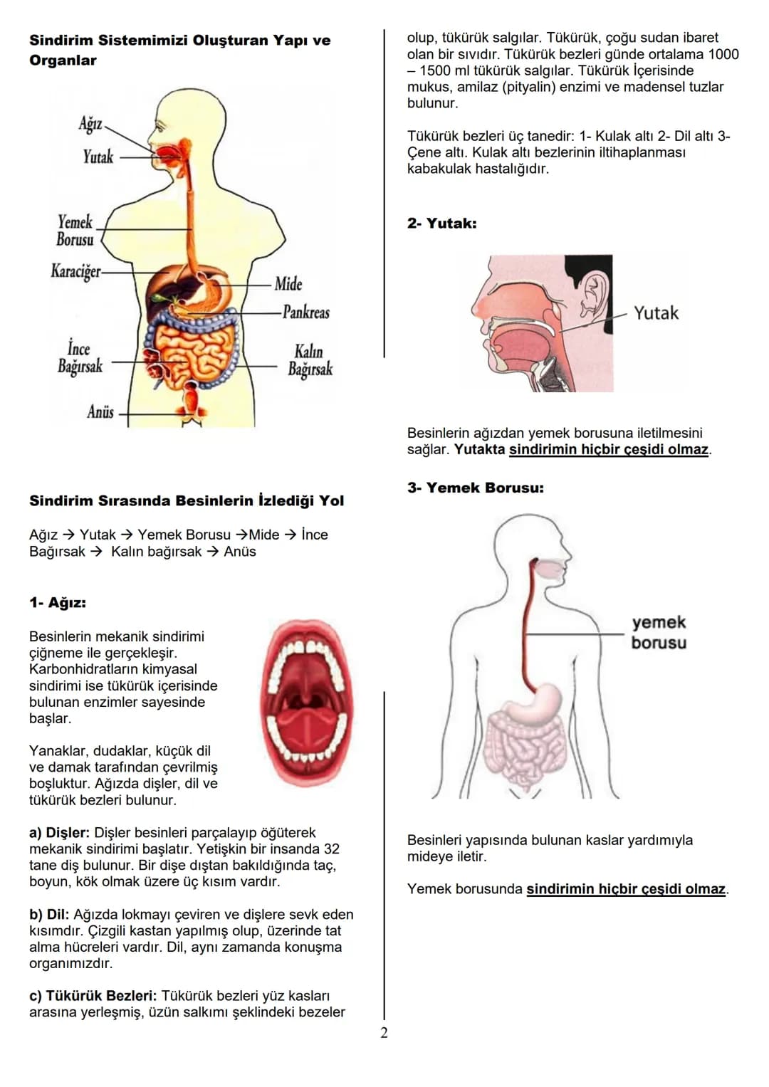 6.SINIF 1.ÜNİTE
GÜNEŞ SİSTEMİ VE
TUTULMALAR
GÜNEŞ SİSTEMİ
1.BÖLÜM: GÜNEŞ SİSTEMİ
Güneş'in çevresinde dolanan birçok gök cismi vardır. Bu
g