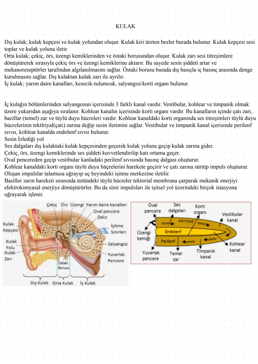 KULAK
Dış kulak; kulak kepçesi ve kulak yolundan oluşur. Kulak kiri üreten bezler burada bulunur. Kulak kepçesi sesi
toplar ve kulak yoluna