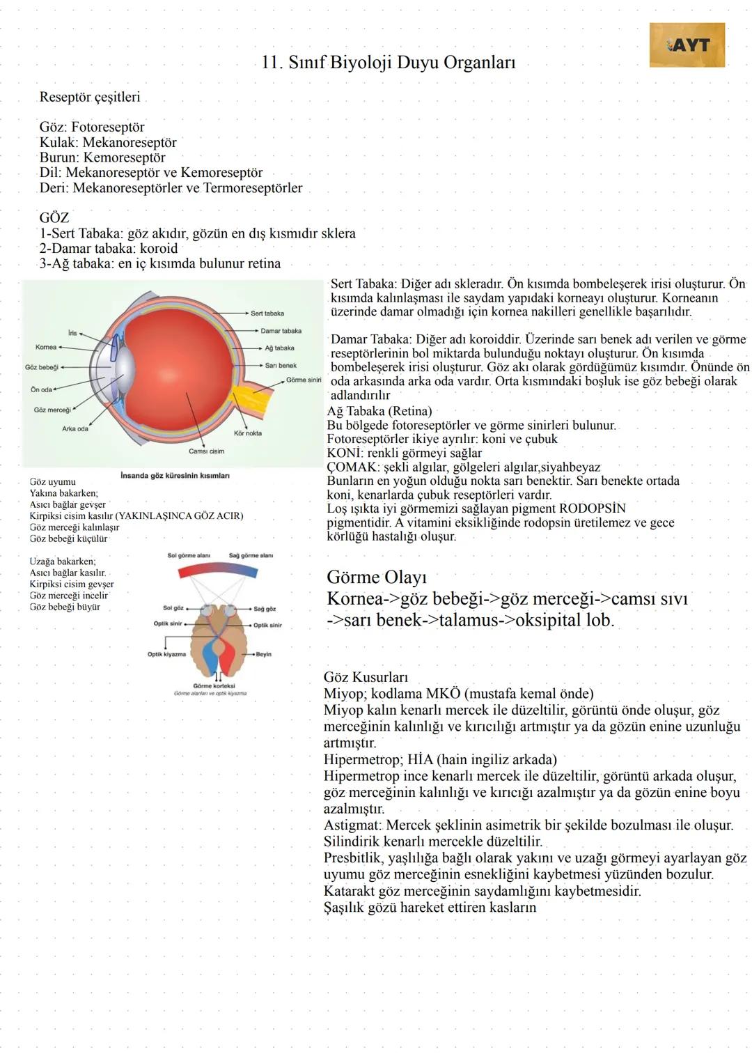 AYT
11. Sınıf Biyoloji Duyu Organları
Reseptör çeşitleri
Göz: Fotoreseptör
Kulak: Mekanoreseptör
Burun: Kemoreseptör
Dil: Mekanoreseptör ve