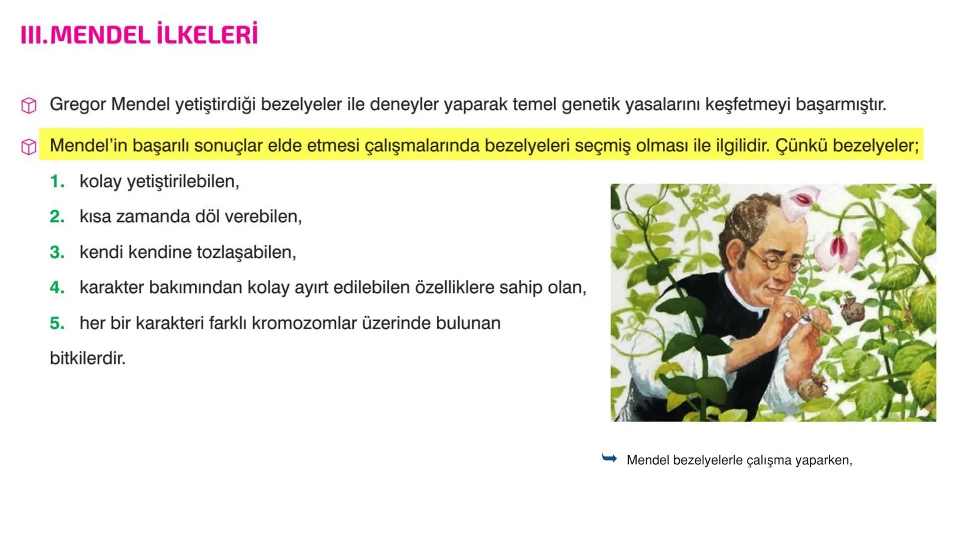 Mendel bezelyelerle çalışma yaparken, III. MENDEL İLKELERİ
Gregor Mendel yetiştirdiği bezelyeler ile deneyler yaparak temel genetik yasaları