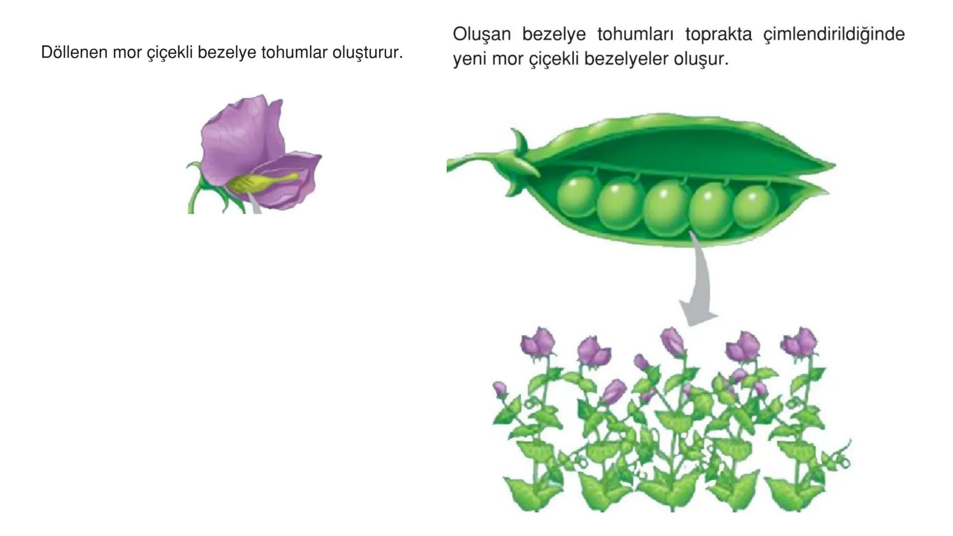 Mendel bezelyelerle çalışma yaparken, III. MENDEL İLKELERİ
Gregor Mendel yetiştirdiği bezelyeler ile deneyler yaparak temel genetik yasaları