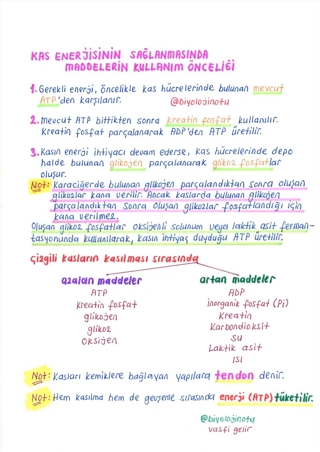 İNSANDA
DESTEK ve HAREKET SİSTEMİ
1.iskelet Sistemi, Kemik Doku ve Kemik Geşitleri
Minsanda destek ve hareket sistemi, iskelet sistemi ile k