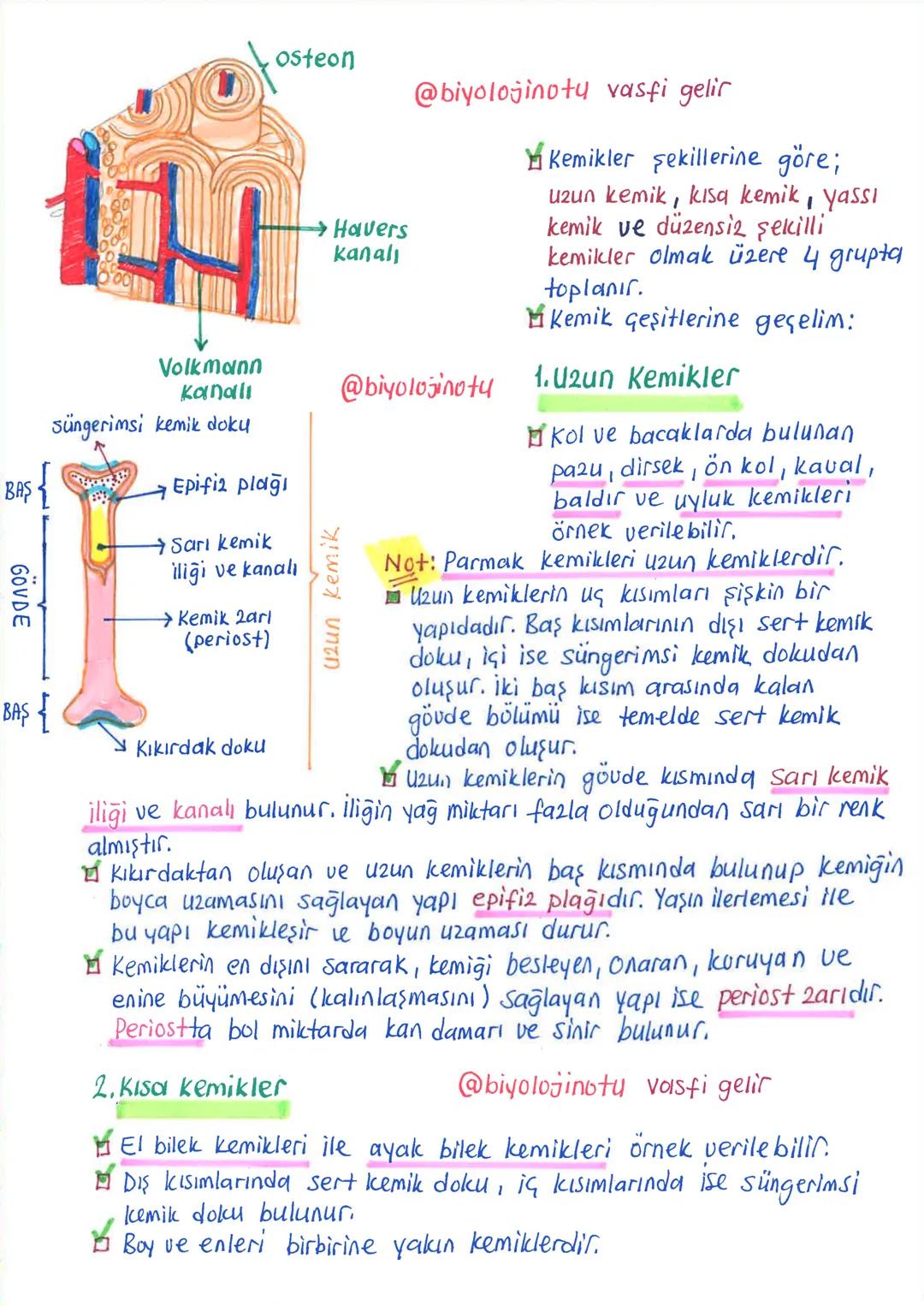 İNSANDA
DESTEK ve HAREKET SİSTEMİ
1.iskelet Sistemi, Kemik Doku ve Kemik Geşitleri
Minsanda destek ve hareket sistemi, iskelet sistemi ile k