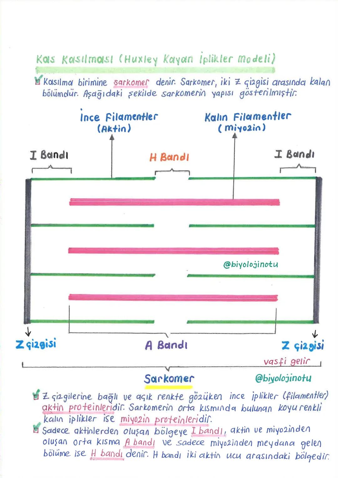 İNSANDA
DESTEK ve HAREKET SİSTEMİ
1.iskelet Sistemi, Kemik Doku ve Kemik Geşitleri
Minsanda destek ve hareket sistemi, iskelet sistemi ile k