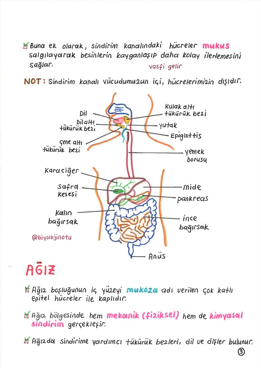 SİNDİRİM SİSTEMİ
Alinan besinlerin hücre 2arından geçebilecek kadar
Küçük maddelere parçalanması olaying sindirim denir.
Sindirim olayı, mek